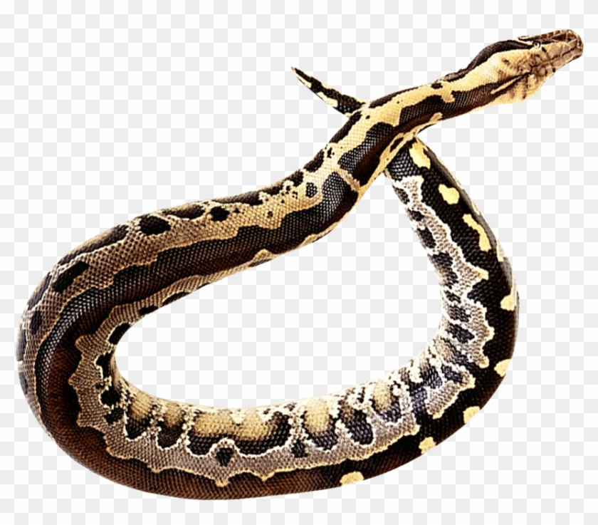 Rattlesnake Clipart Transparent - Transparent Snake Png #760560