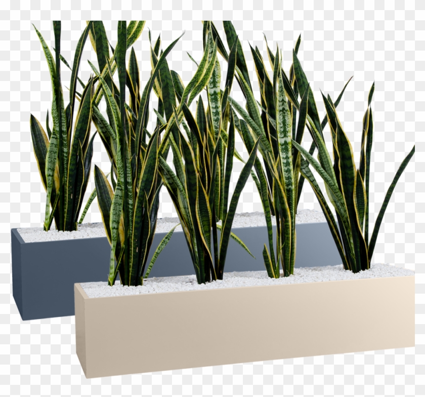 Planter Png Clipart