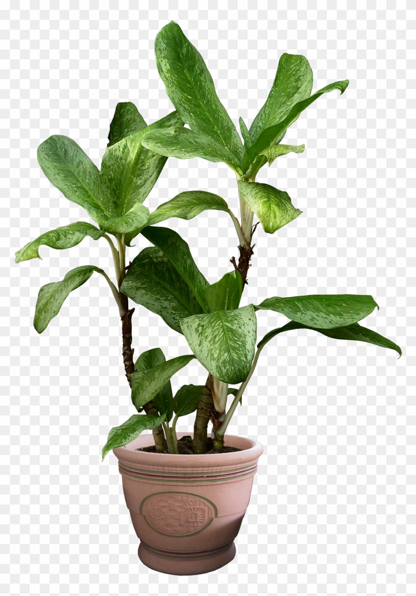 Beautiful Transparent Plants Image - Plant With No Background Clipart #762320