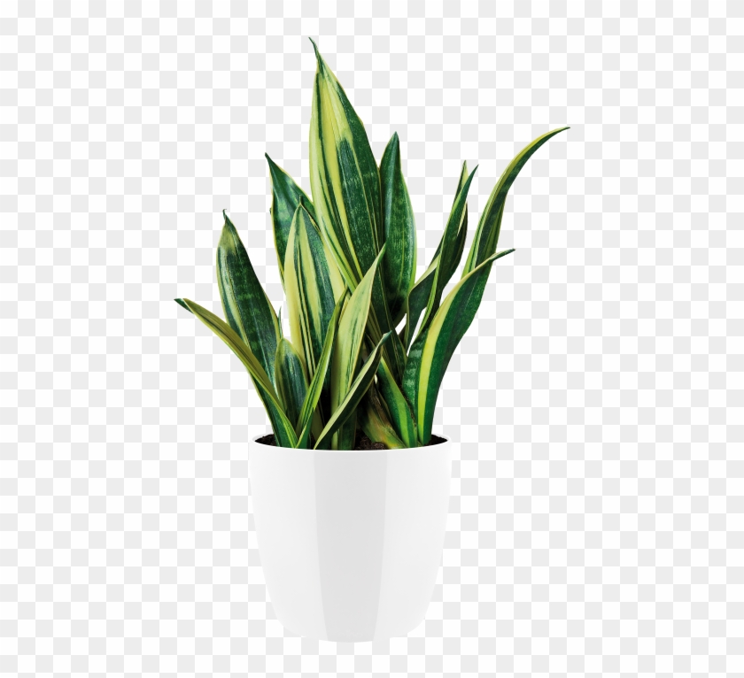 Indoor Plant Png Clipart