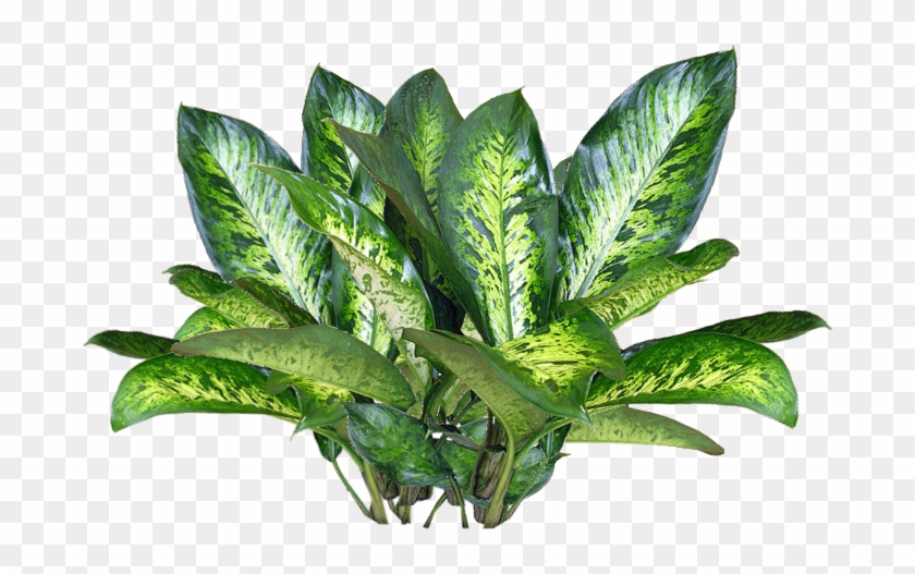 Jacey-searle Plant Texture - Png Image Of Plants Clipart #762486