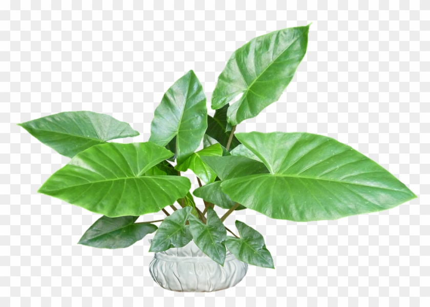 Leaves, Plant, Pot, Tropical, Houseplant - Flowerpot Clipart #762526