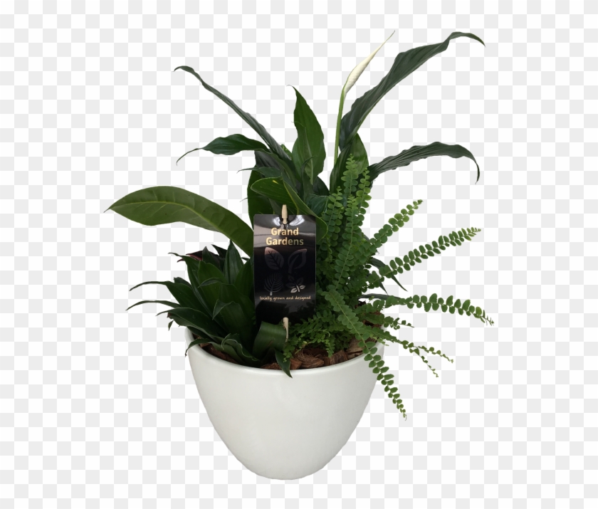The Peace Lily Planter - Flowerpot Clipart