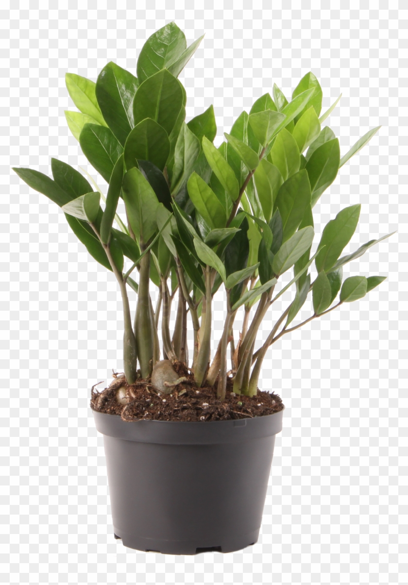 Delray Plants Zz Plant Easy Care Live House Plant, - Young Zamioculcas Clipart #762617