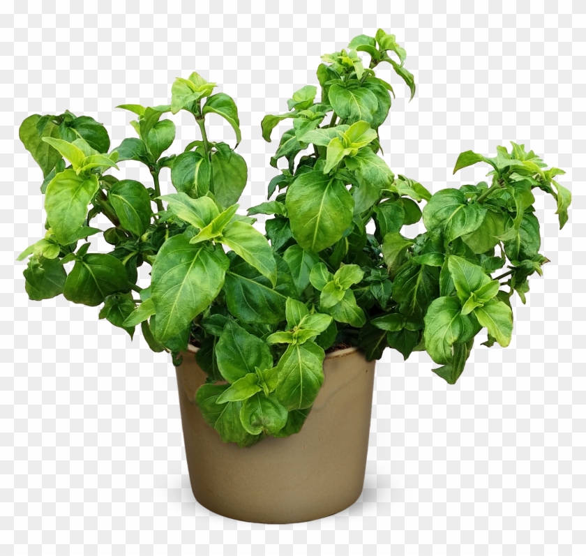 Rungia Klossii 'mushroom Plant' Clipart