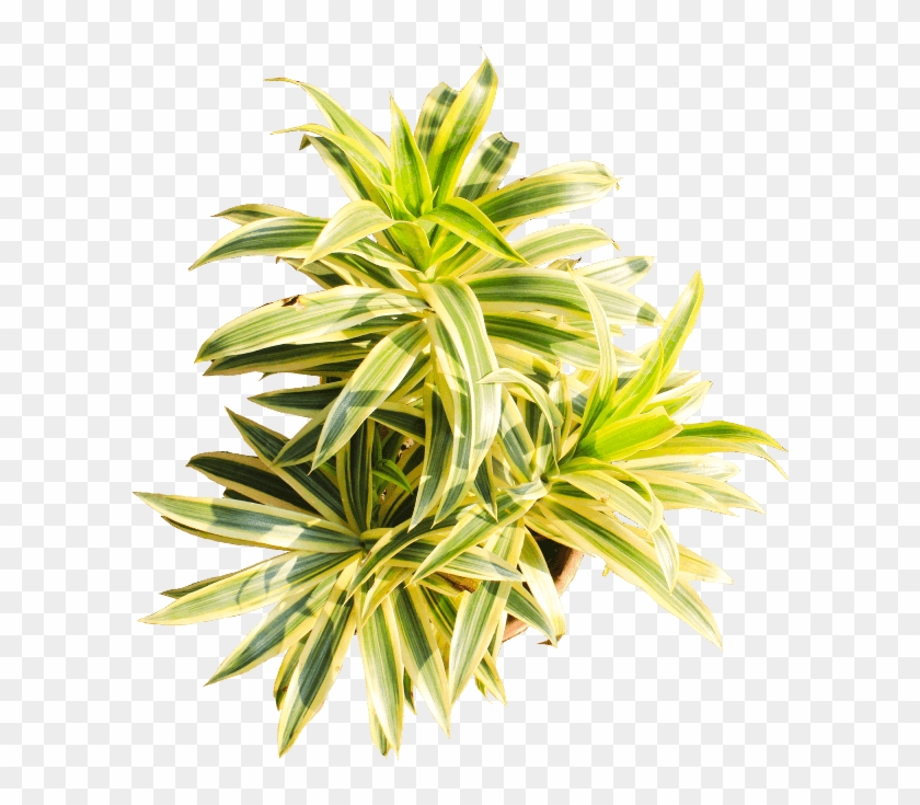 If You Like This Template And Want To Use Them, Please - Houseplant Clipart