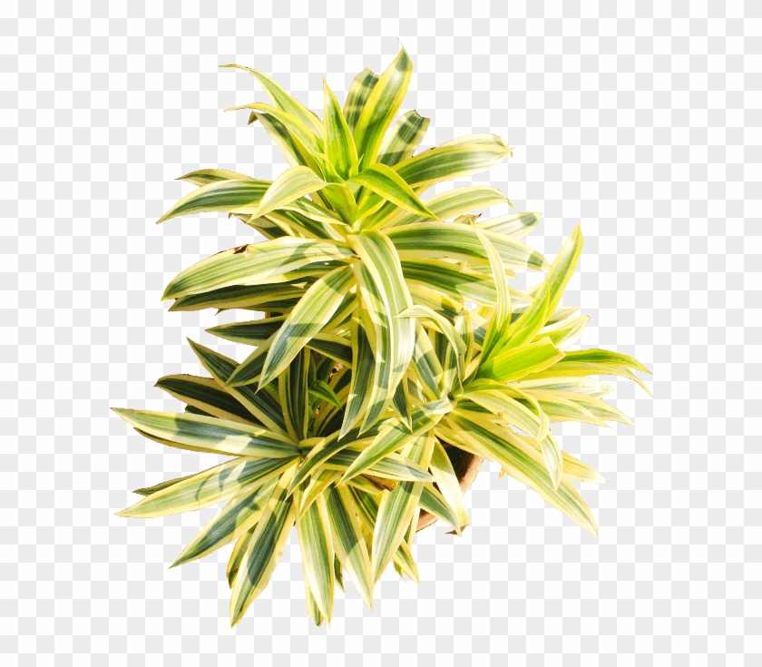If You Like This Template And Want To Use Them, Please - Houseplant Clipart #762839