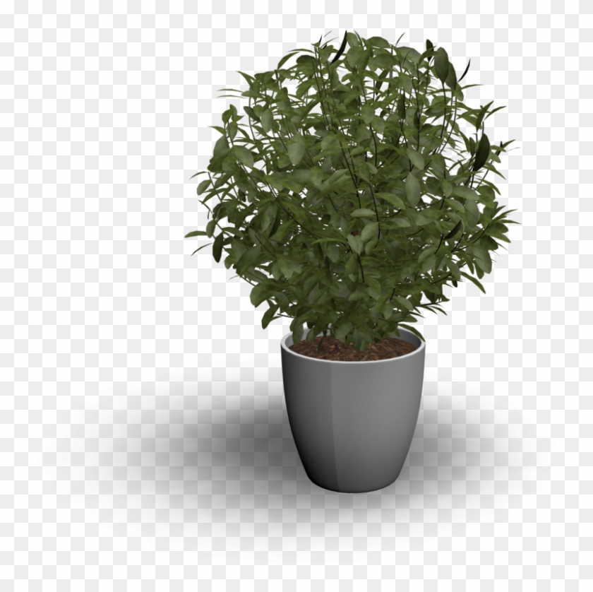 Indoor Plant - Sageretia Theezans Clipart