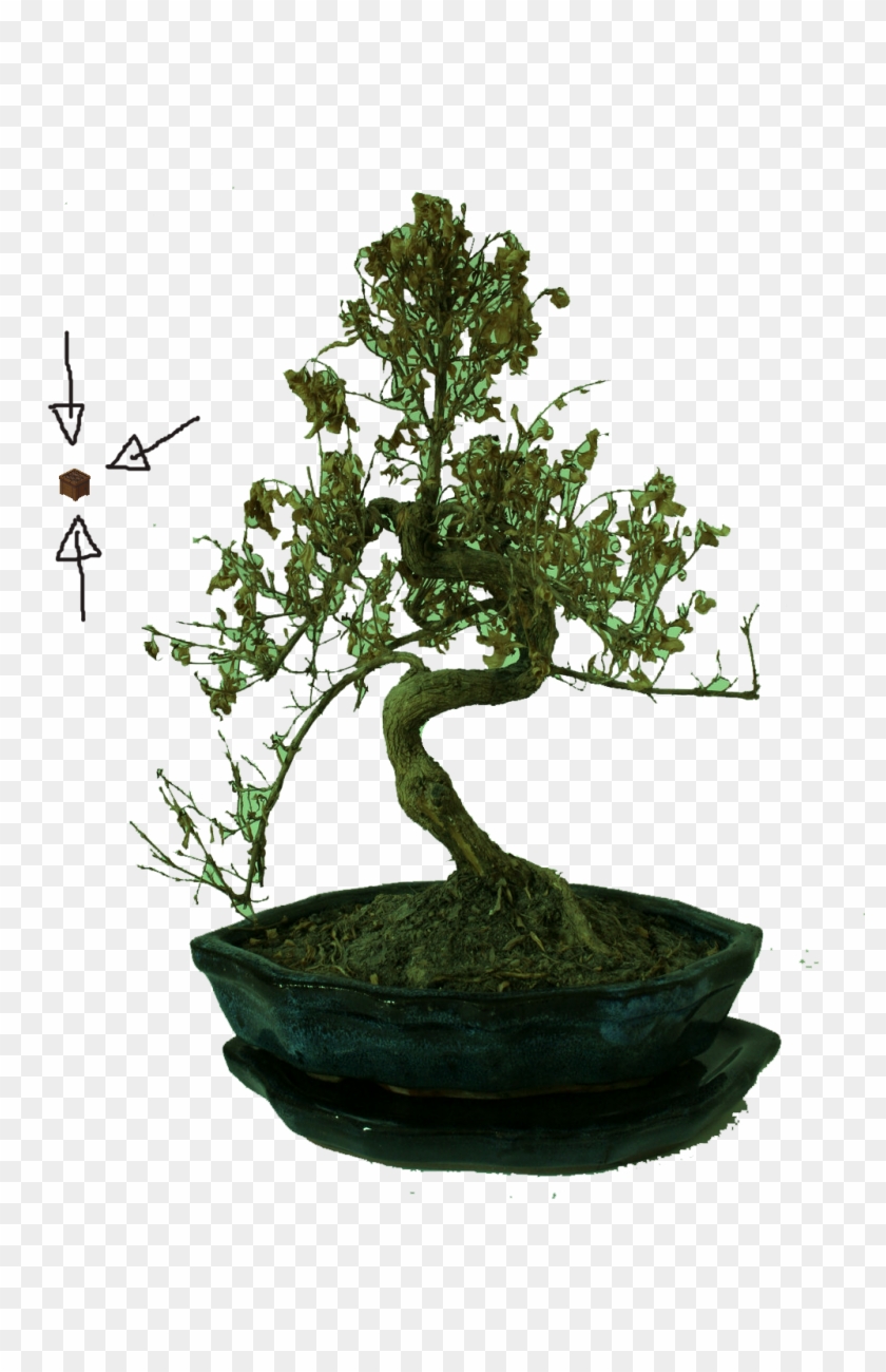 2q010mr - Sageretia Theezans Clipart #763034