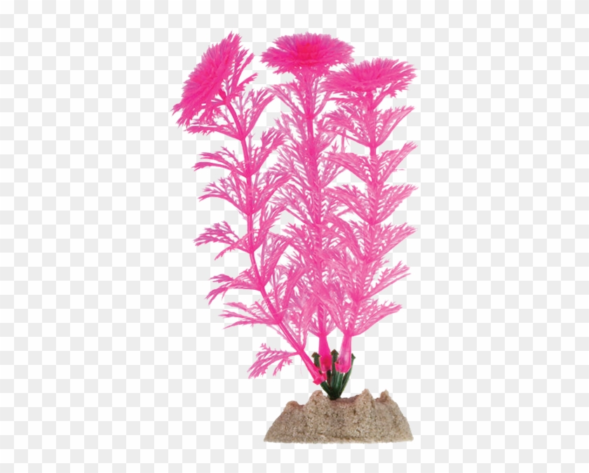 Aquarium Plant Png Clipart