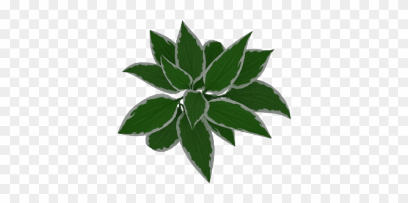 Free Png Download Plant Png Images Background Png Images - Illustration Clipart #763163