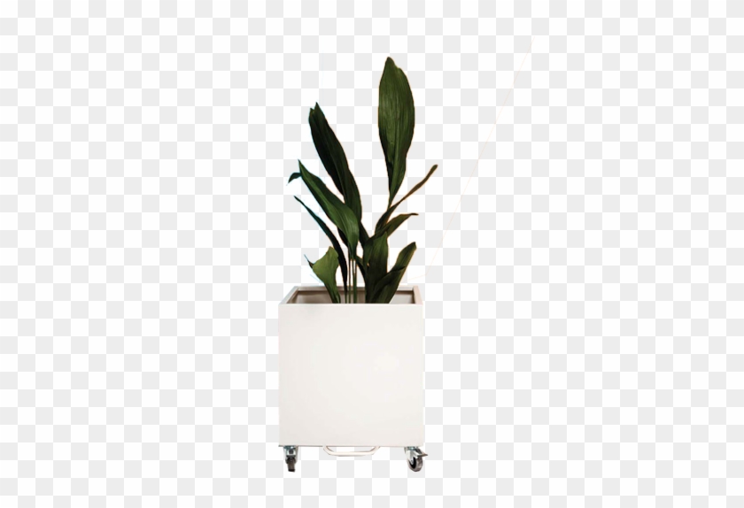 Web Cubic Planter - Houseplant Clipart