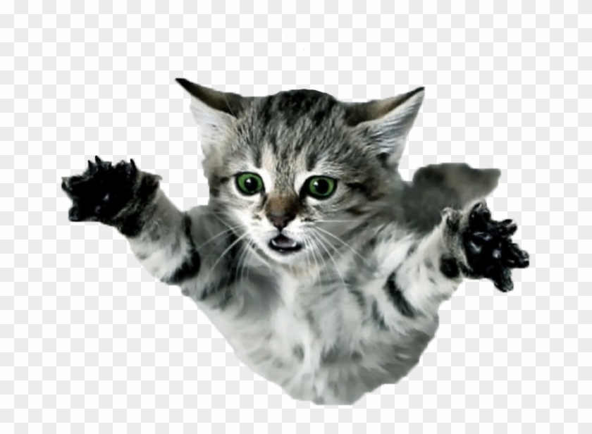 Flying Cat Png - Flying Kitten Clipart #763254