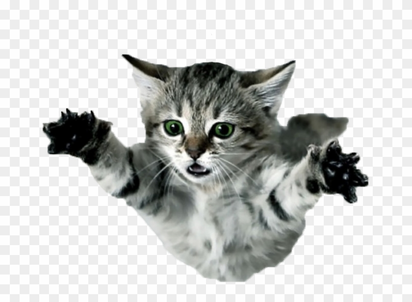Flying Cat Png - Flying Kitten Clipart