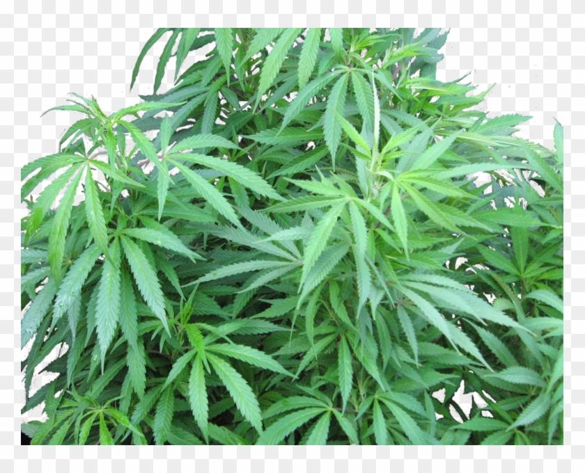 Weed Plant Png - Medical Marijuana Clipart