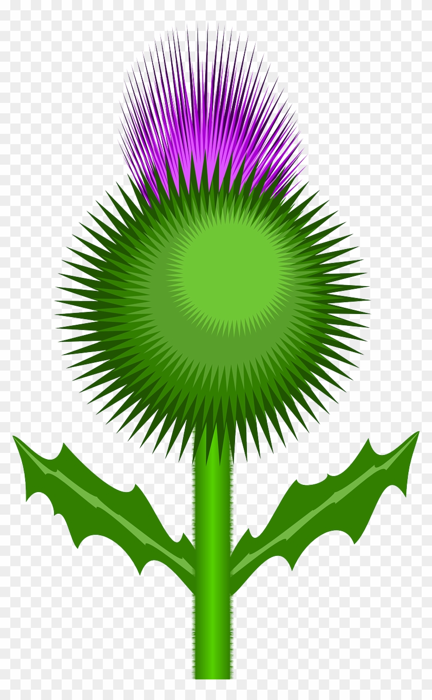 Vector - Scottish Thistle Cartoon Clipart #764052