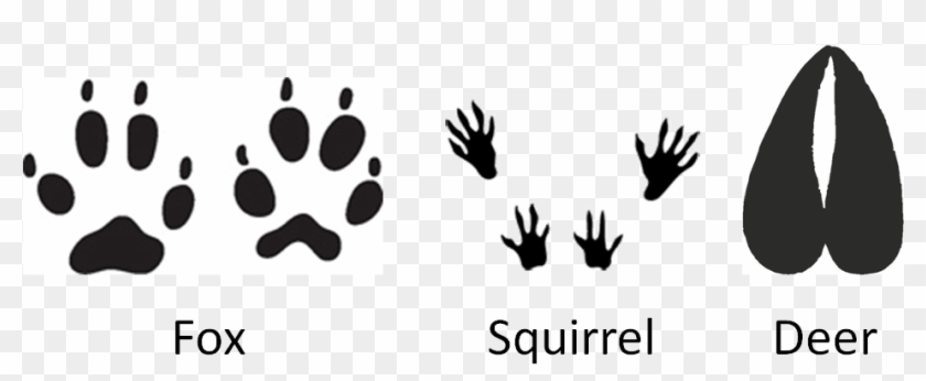 Footprints In The Snow - Footprints Of British Woodland Animals Clipart