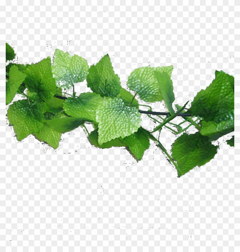 Su Shi Rattan Wall Hanging Fake Flower Vine Decorative - Vine Clipart #765517