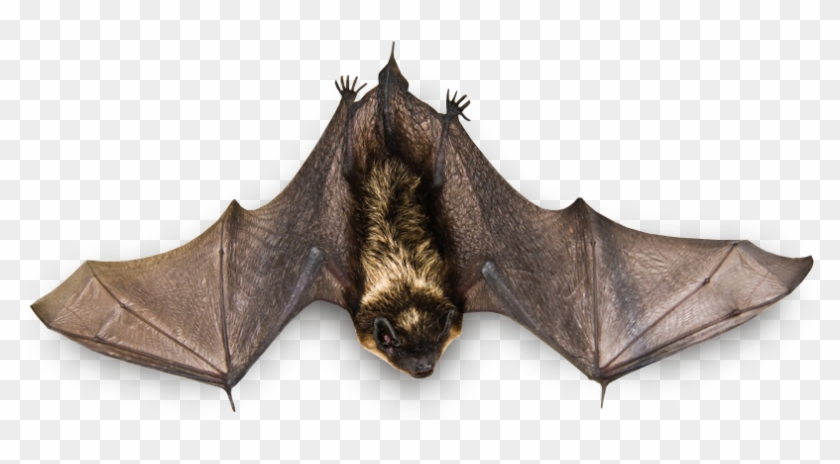 Real Bat Png Image Background - Bat Animal Png Clipart #767290