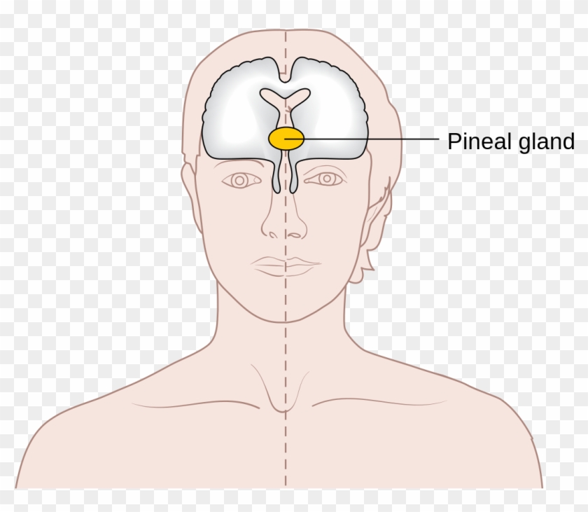 Pineal Gland Location Forehead Clipart #767363