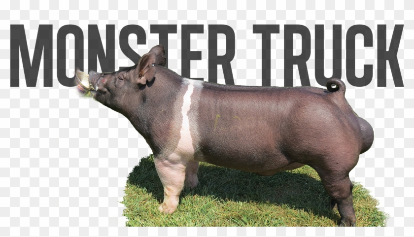 Monster Pipe X Big Stick - Domestic Pig Clipart #767488
