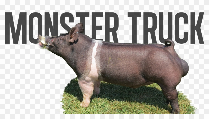 Monster Pipe X Big Stick - Domestic Pig Clipart