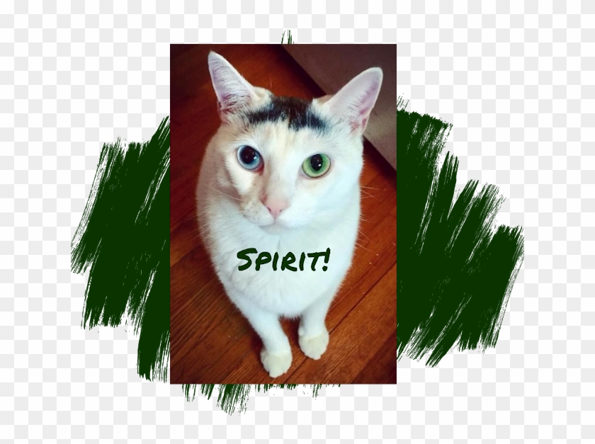 From The Dog's Paw- A Bloggery Of Dogs And Cats - Dog Clipart #767576
