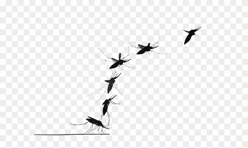 Mosquito Png Transparent Image - Muỗi Bay Clipart