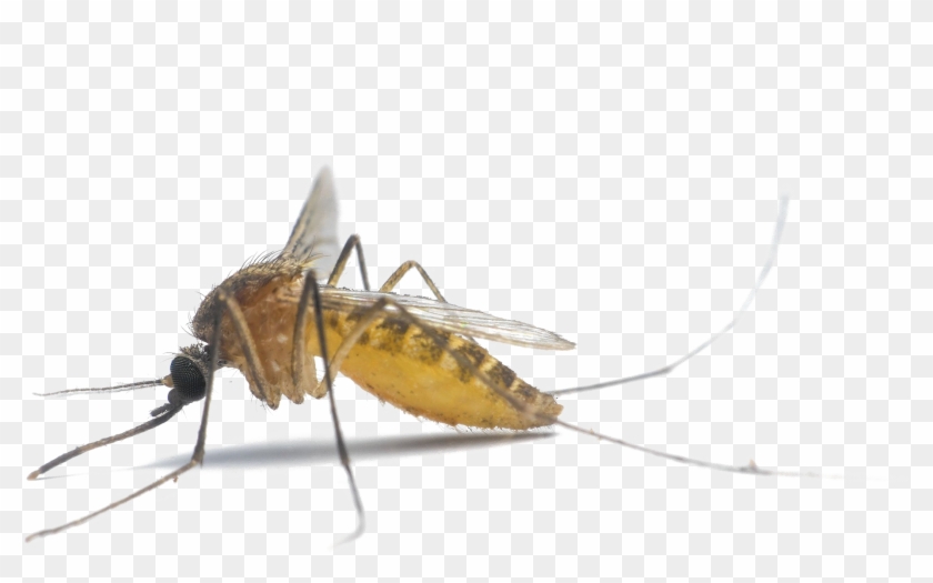 Mosquito Png Photo - South Carolina Mosquito Clipart #767928