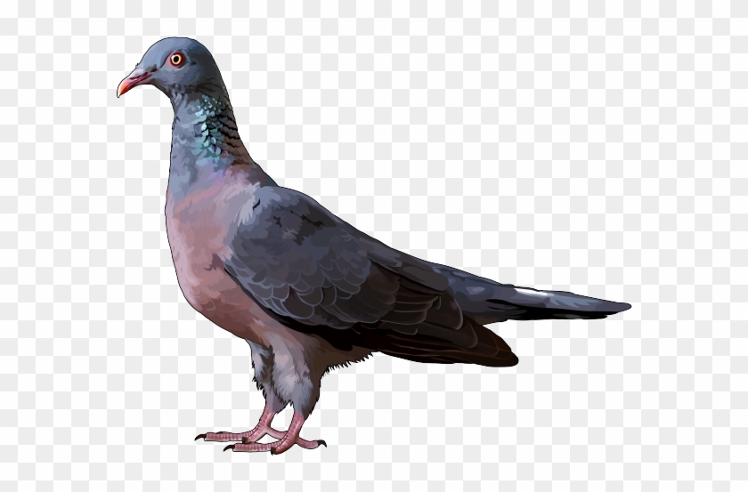 Paloma En Png - Animals Of Garajonay Clipart