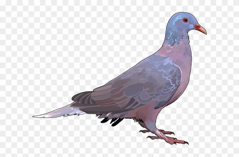 Paloma-rabiche - Paloma Turque Y Rabiche Clipart