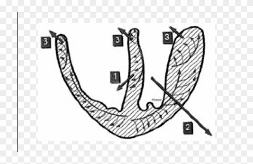 Vectores Resultantes De La Activación Ventricular - Line Art Clipart #768102