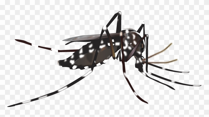 Aedes Mosquito Png - Mosquito Vector Clipart #768132