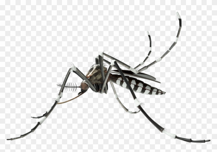 Mosquito Vector Png - Mosquito Vector Clipart