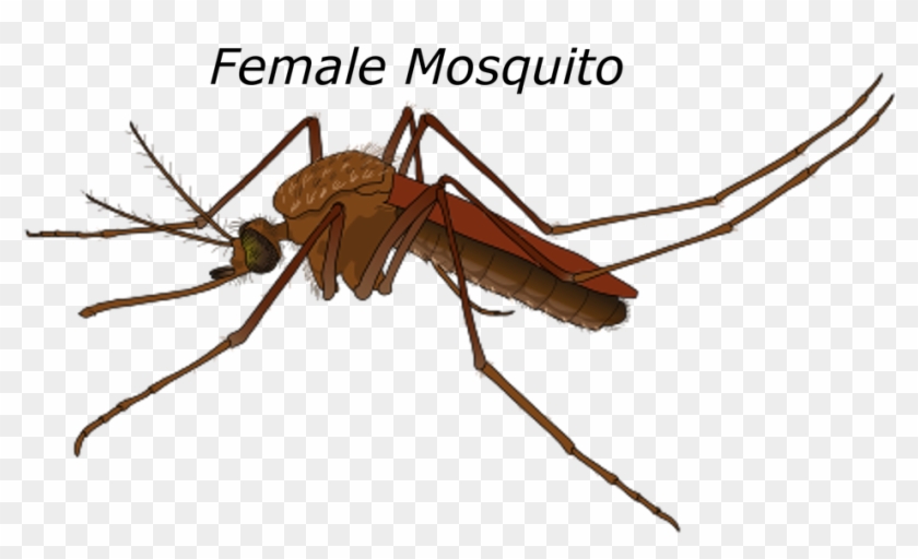 Female Mosquito Malaria Bug Pest Wildlife - Culex Mosquito Male And Female Clipart