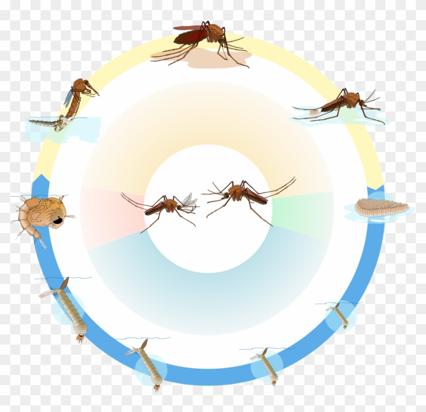 Culex Mosquito Life Cycle Nol Text - Life Cycle Of Culex Mosquito Clipart #768238