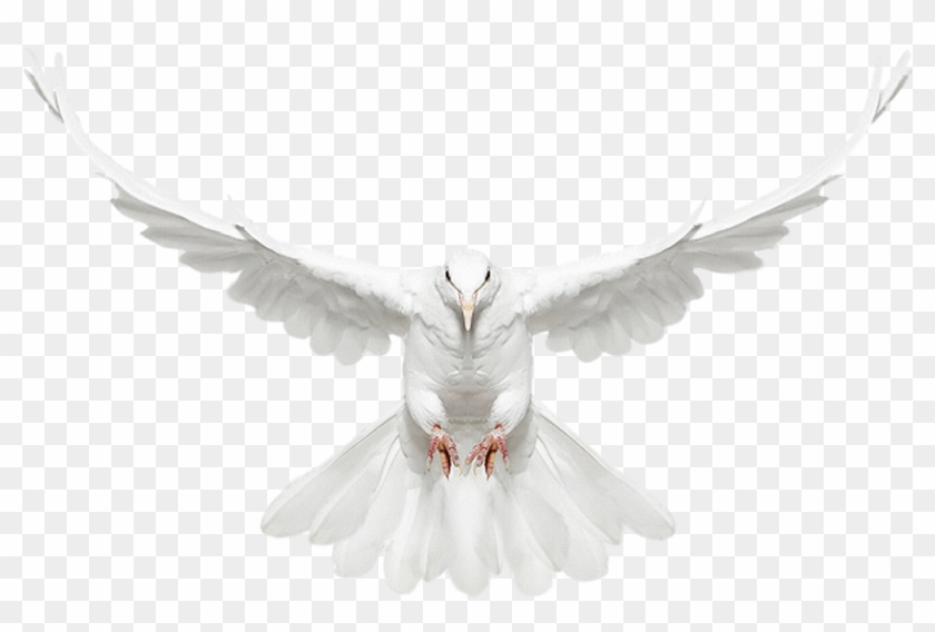 Paloma Blanca Png Clipart