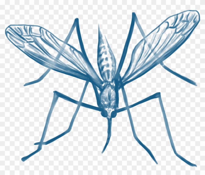 Mosquito Da Malaria Png , Png Download - Mosquito Da Malaria Png Clipart #768275