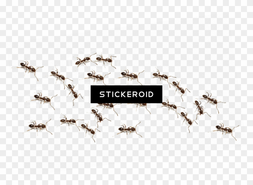 Ant Ants Insects Clipart #768342