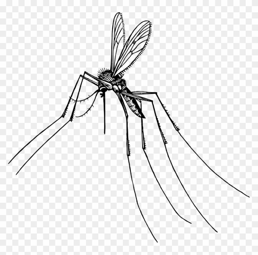 787 X 750 2 - Dragonfly Clipart