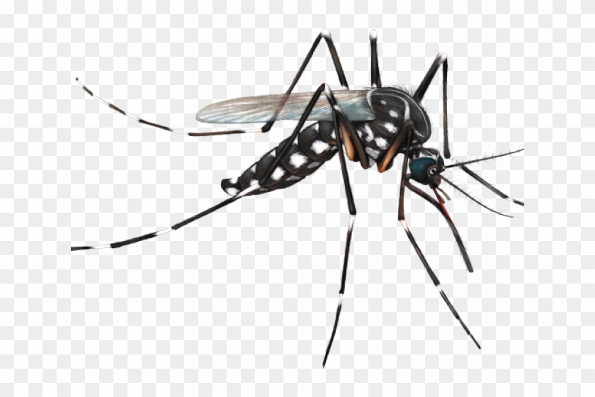 Goias Contra O Aedes Clipart