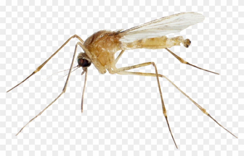 Flying Mosquitoes Png - White Mosquitos Clipart #768801