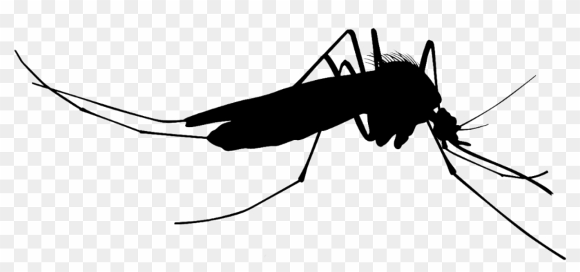 Mosquito Silhouettes - Mosquito Vector Clipart #768875