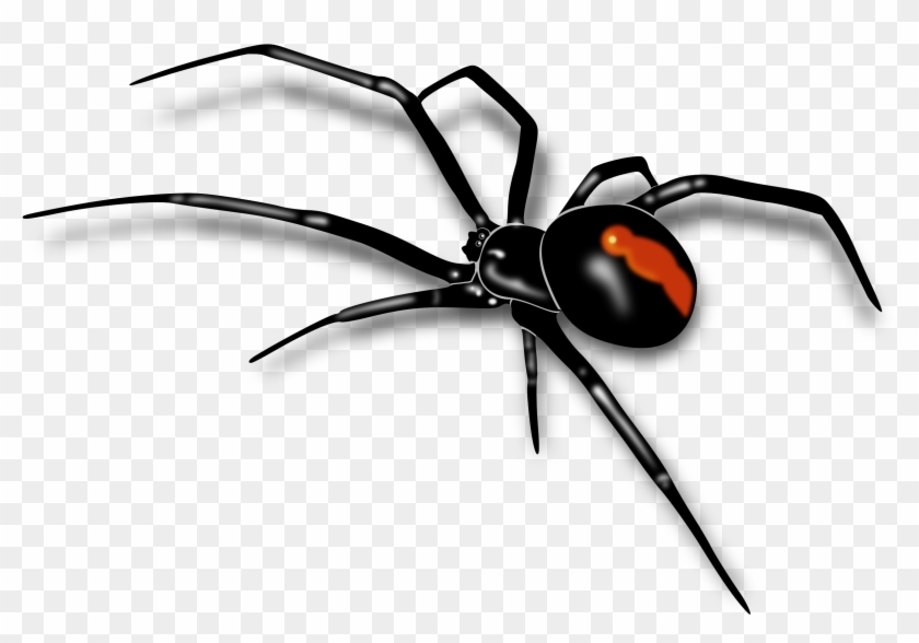 Mosquito Clipart Spider Insect - Red Back Spider Drawing - Png Download