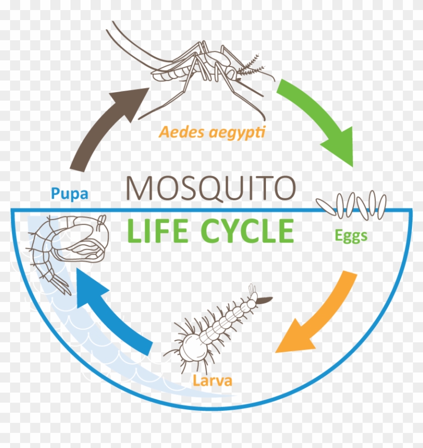 Download Mosquito Life Cycle - Circle Clipart