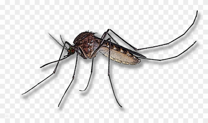 Mosquito Clipart Leptospirosis - Mosquito - Png Download #769333