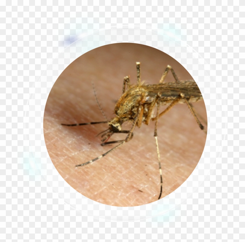 Fumigation Services - Mosquito Clipart #769366
