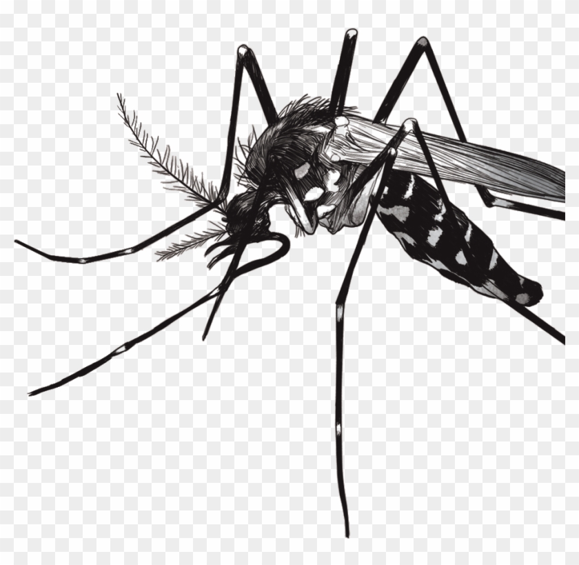 Source - - Mosco Del Dengue Png Clipart #769396