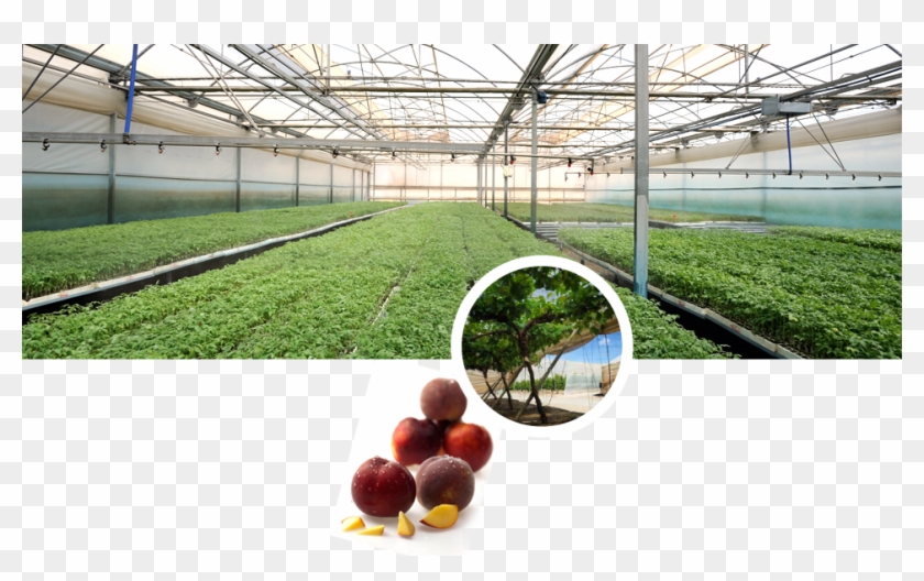 Grupo Paloma Hortofrutícola Clipart #770141