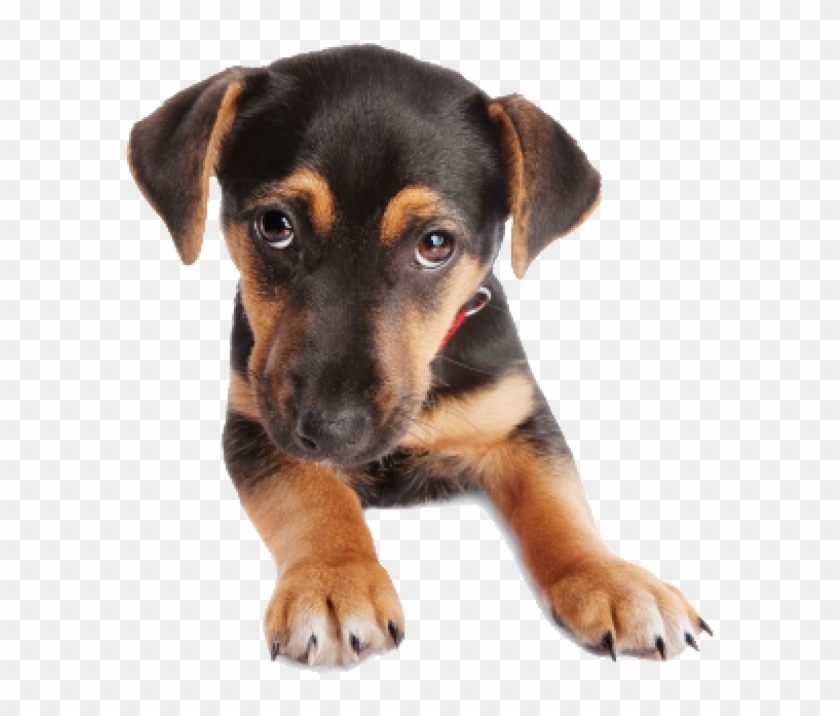 Puppy Dog Face Png - Transparent Background Dog Face Png Clipart #771328